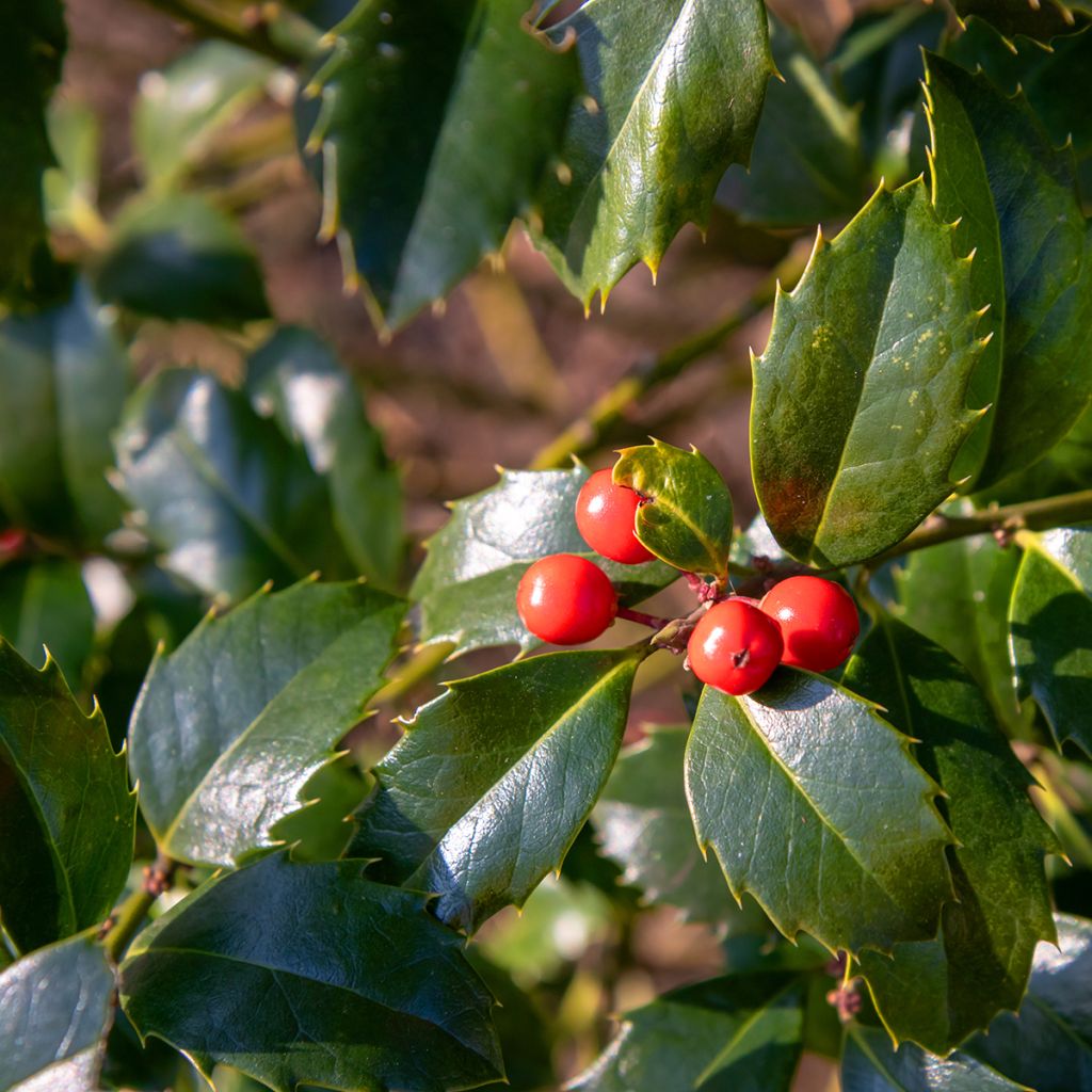Houx américain - Ilex meserveae Blue Angel