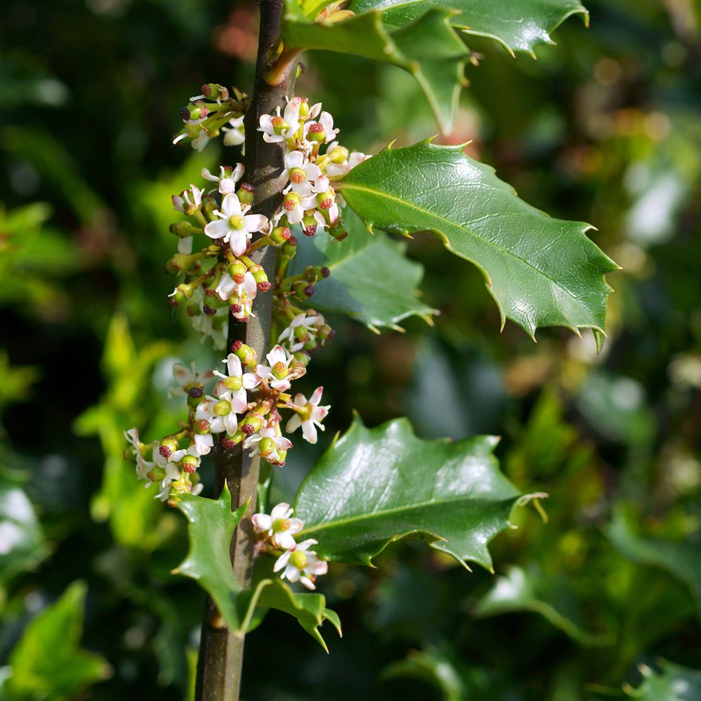 Houx américain - Ilex meserveae Blue princess