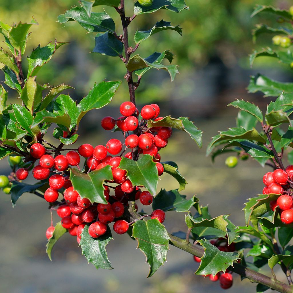 Houx américain - Ilex meserveae Blue princess