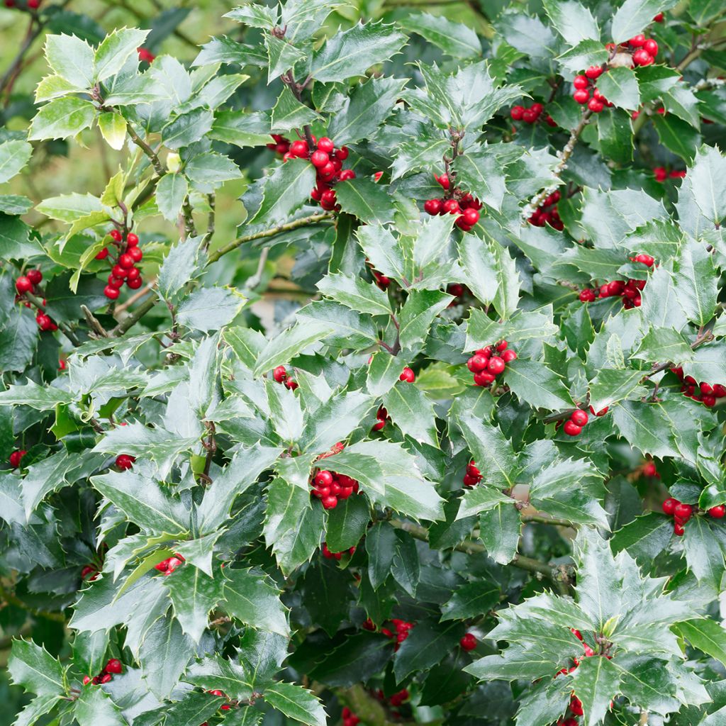 Houx commun - Ilex aquifolium Alaska