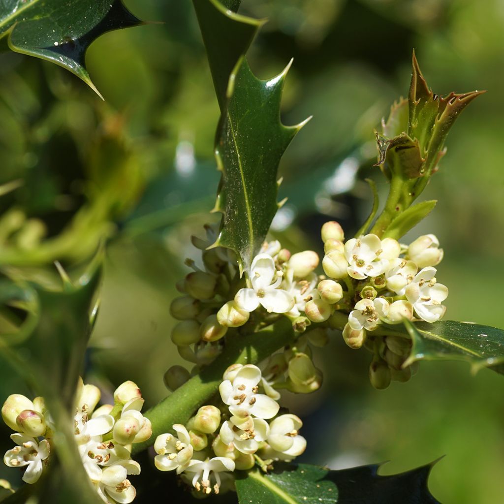 Houx commun - Ilex aquifolium