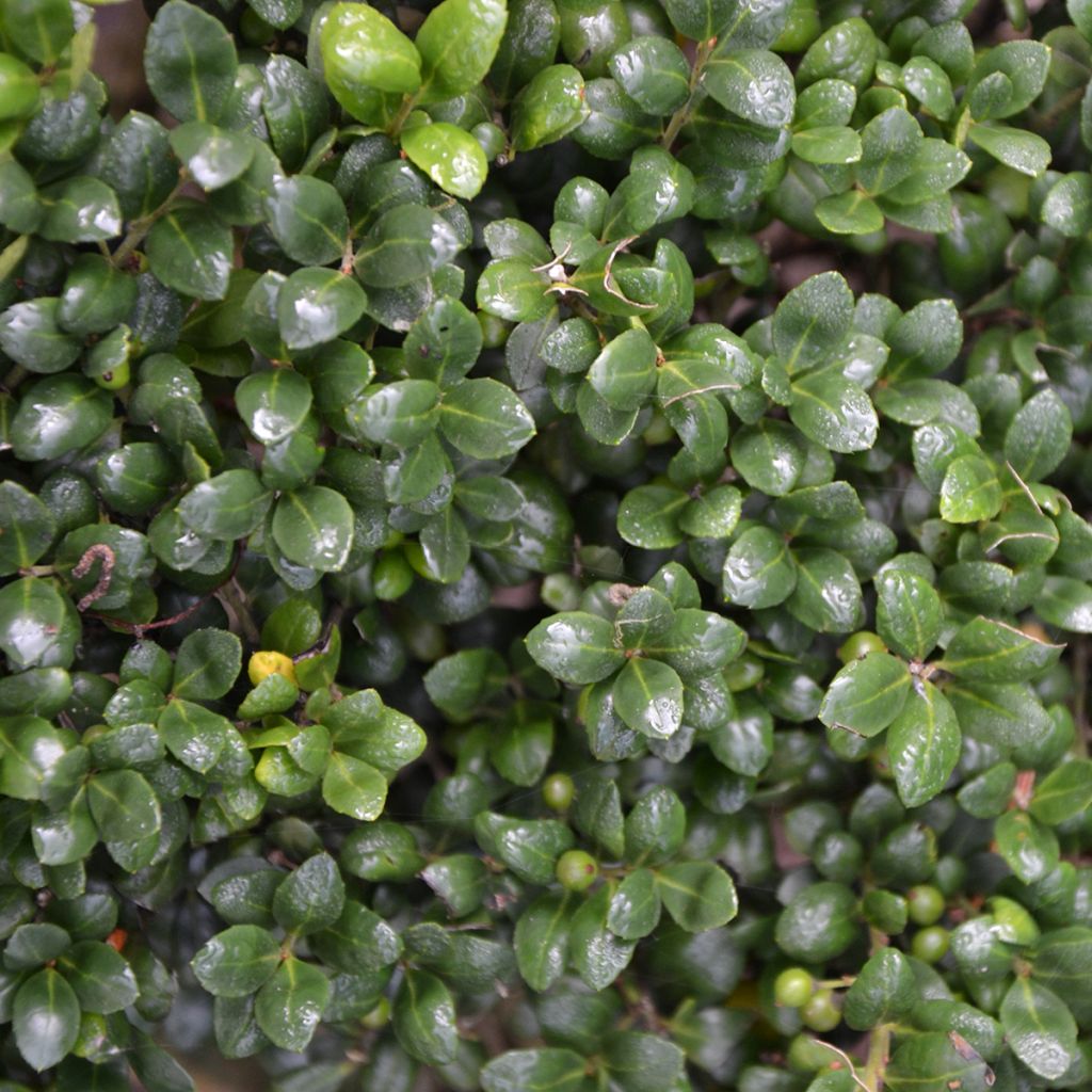 Houx crénelé - Ilex crenata Convexa