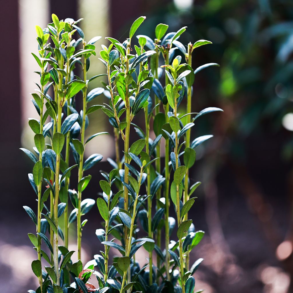 Houx crénelé - Ilex crenata Fastigiata