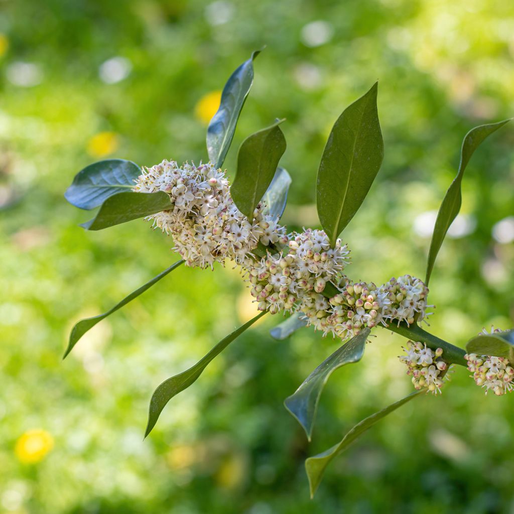 Houx d'ornement - Ilex Nellie R. Stevens