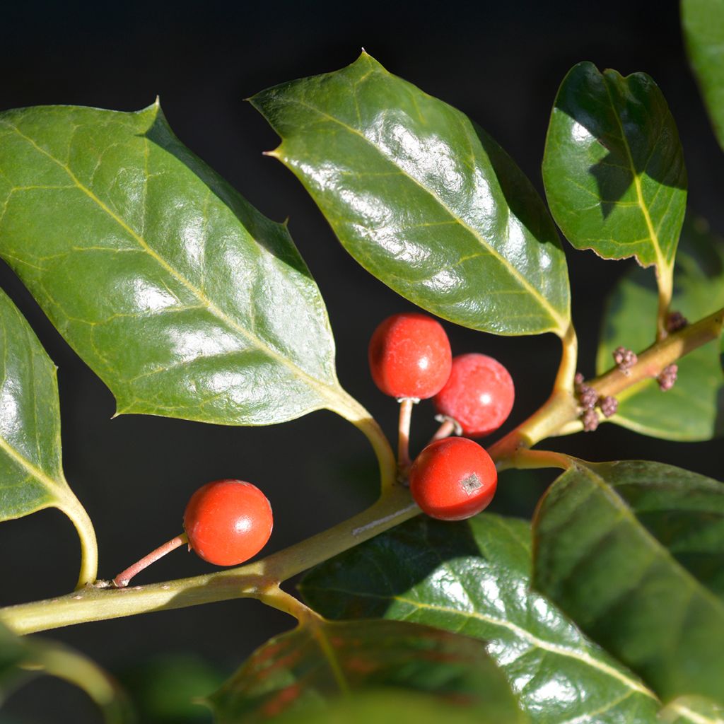 Houx d'ornement - Ilex Nellie R. Stevens