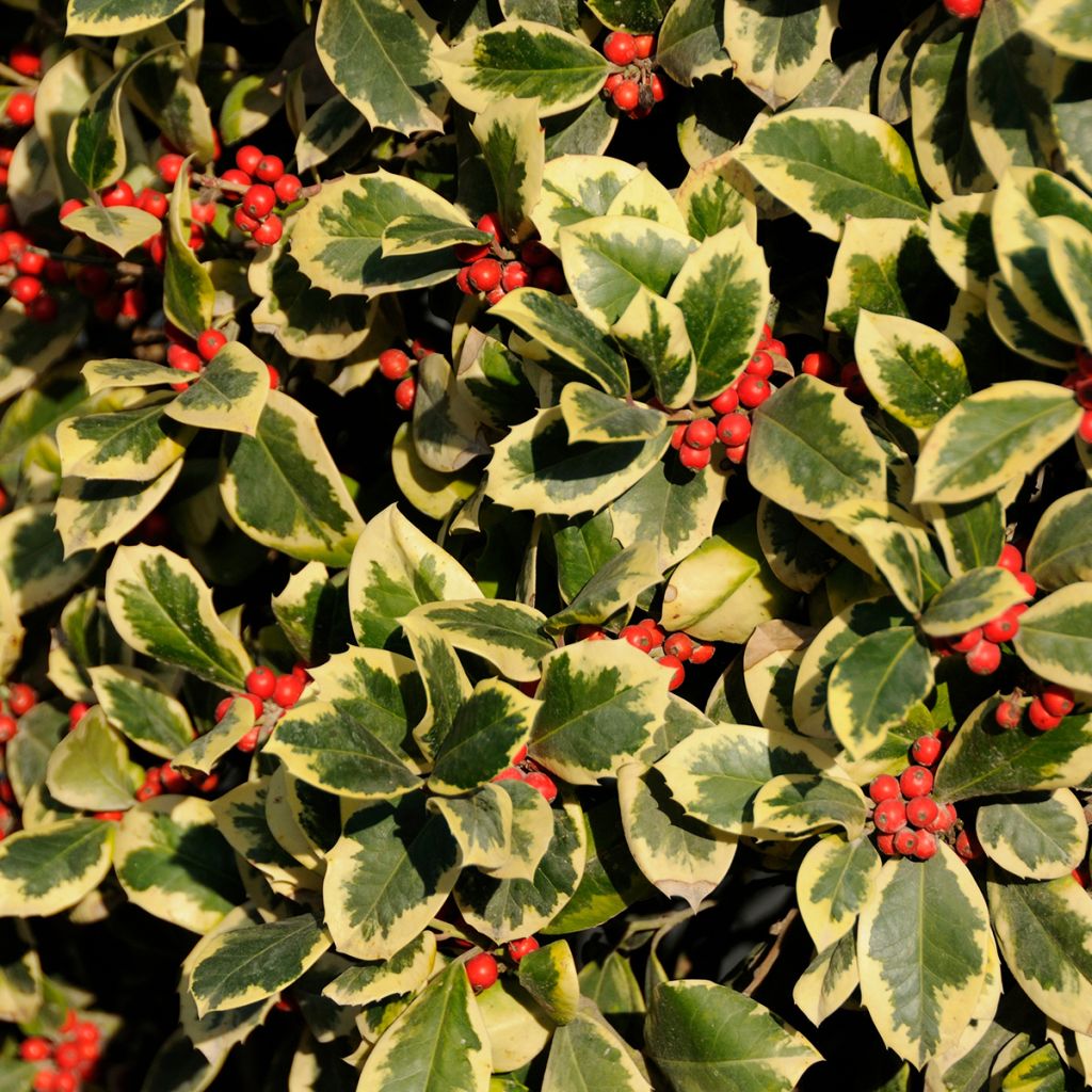 Houx panaché - Ilex Golden King