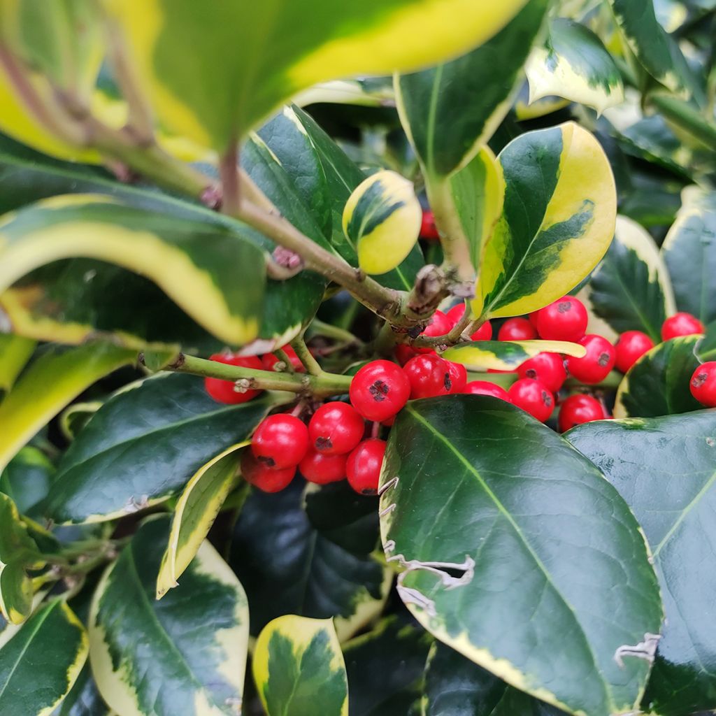 Houx panaché - Ilex Golden King