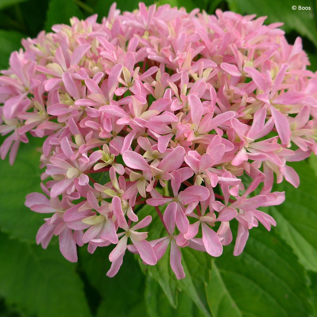 Hortensia - Hydrangea macrophylla You and Me 'Inspire'