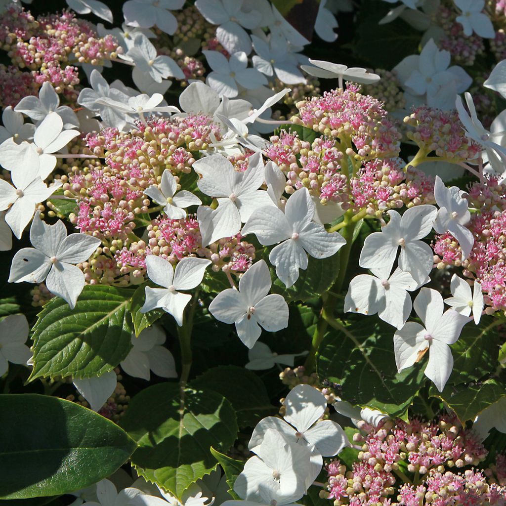Hydrangea paniculata Confetti - Hortensia paniculé
