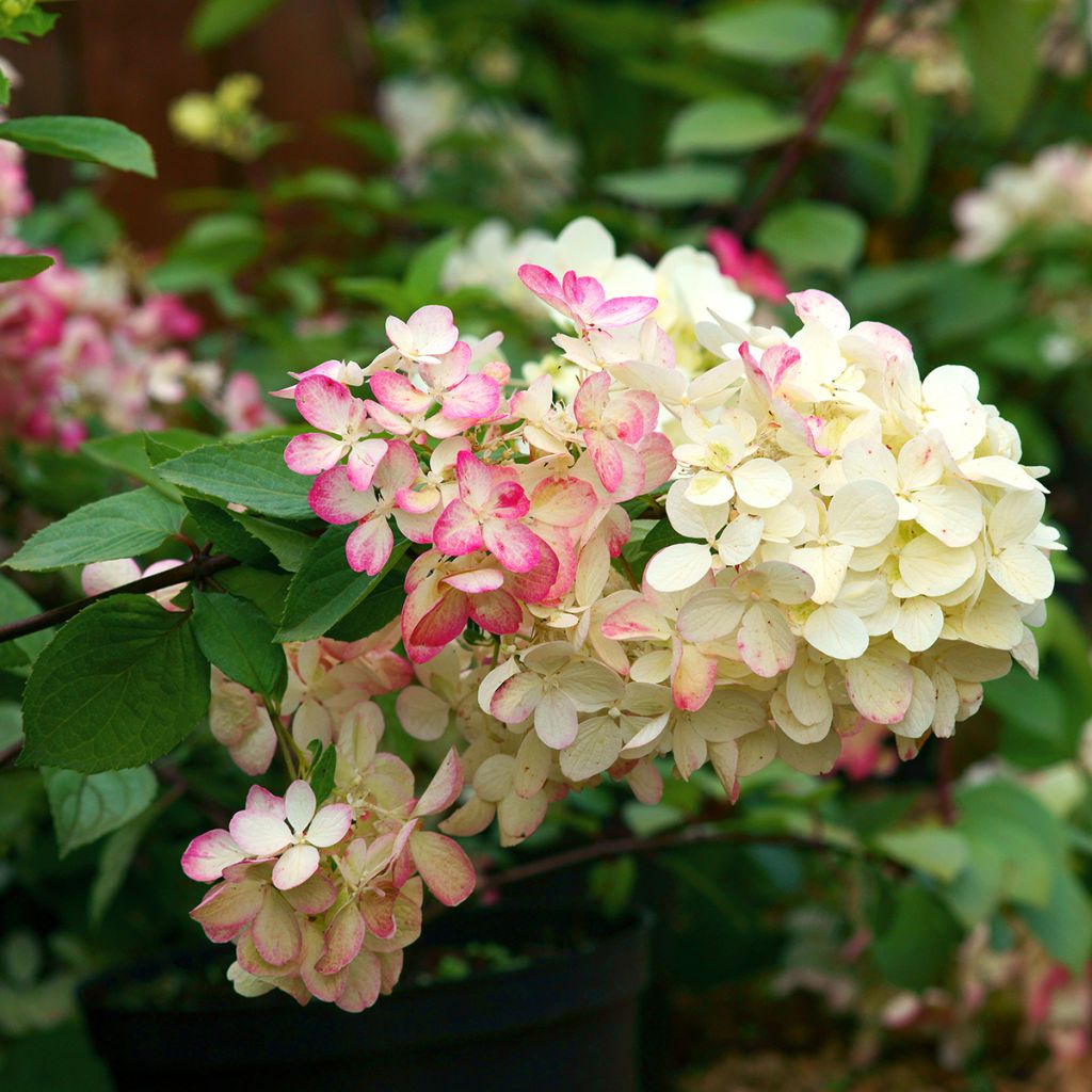 Hydrangea paniculata Diamant Rouge - Hortensia paniculé