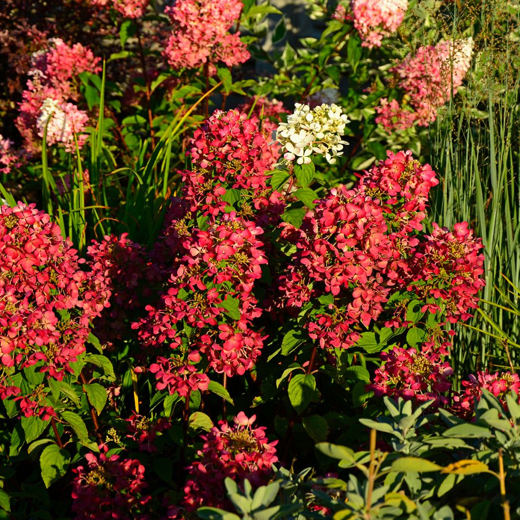 Hydrangea paniculata Diamant Rouge - Hortensia paniculé