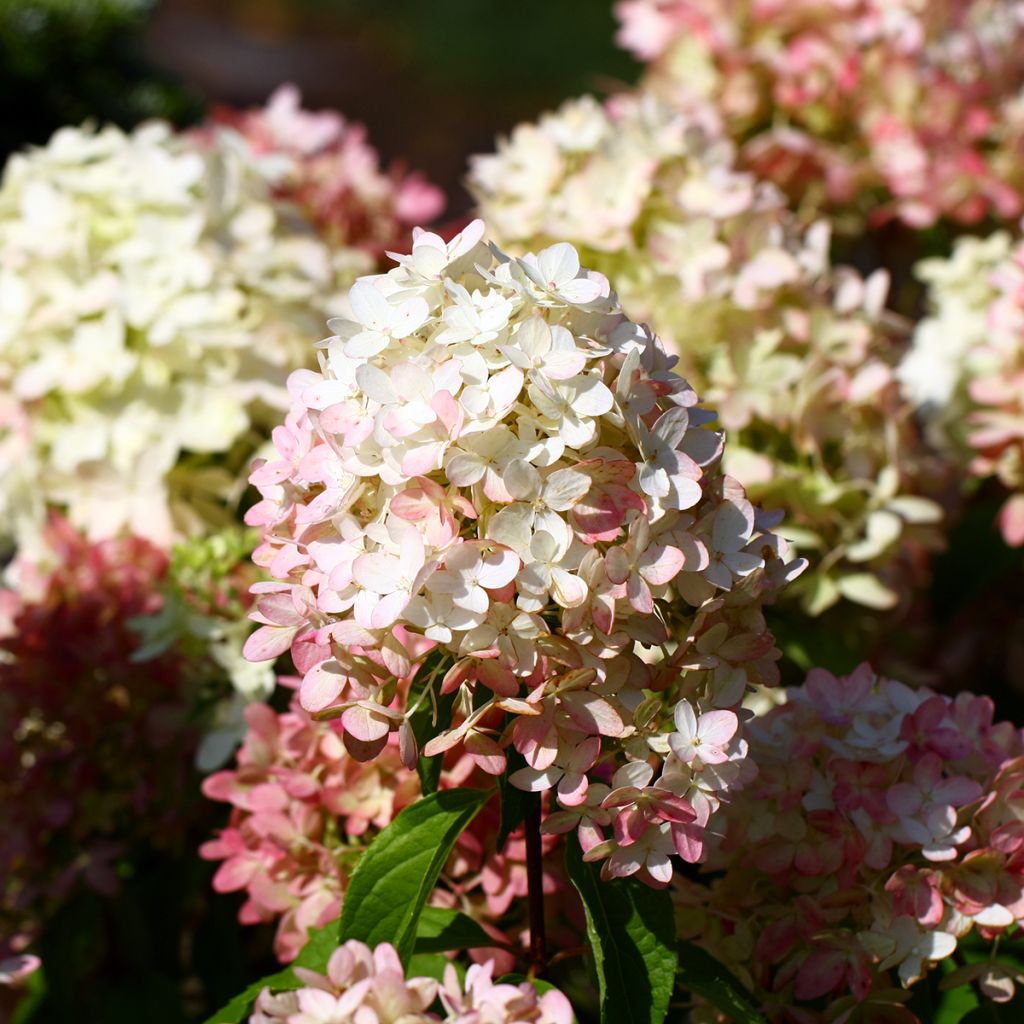 Hydrangea paniculata Graffiti - Hortensia paniculé