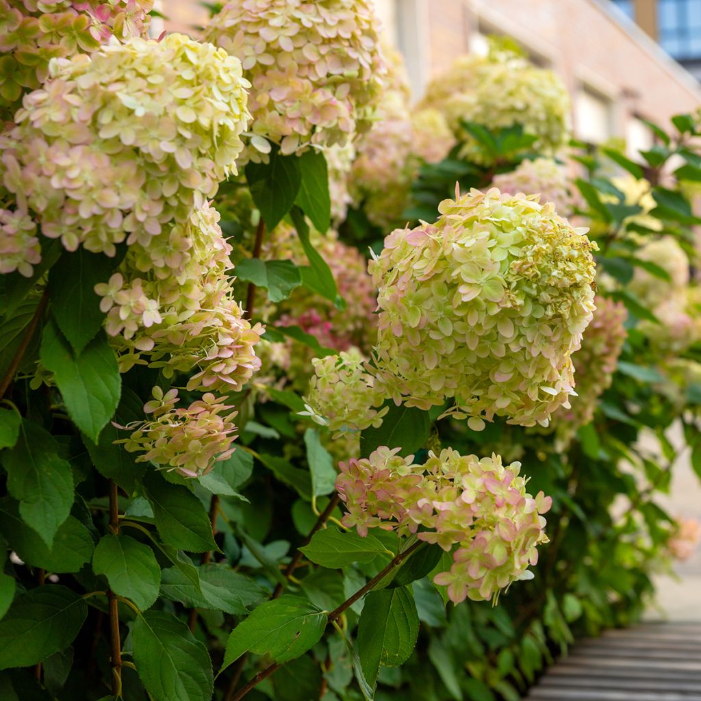 Hydrangea paniculata Graffiti - Hortensia paniculé