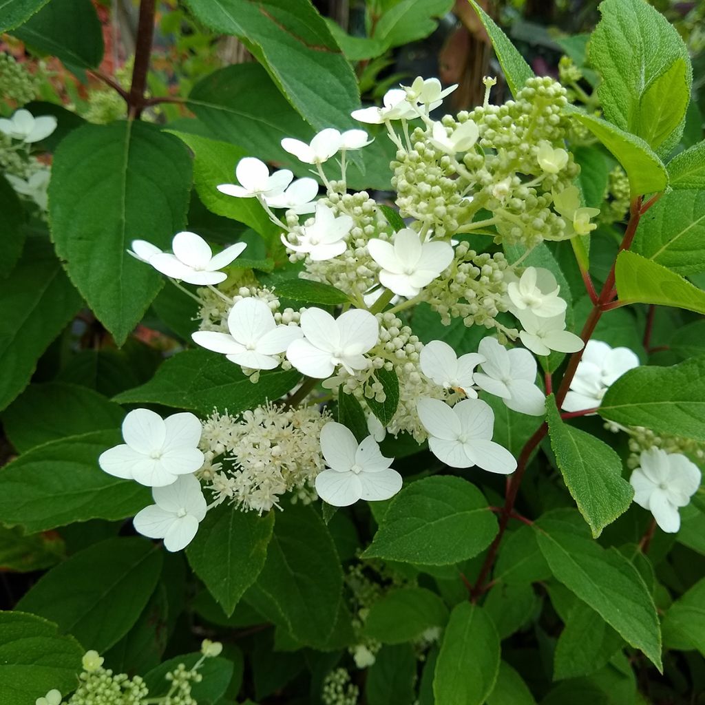 Hydrangea paniculata Kyushu - Hortensia paniculé
