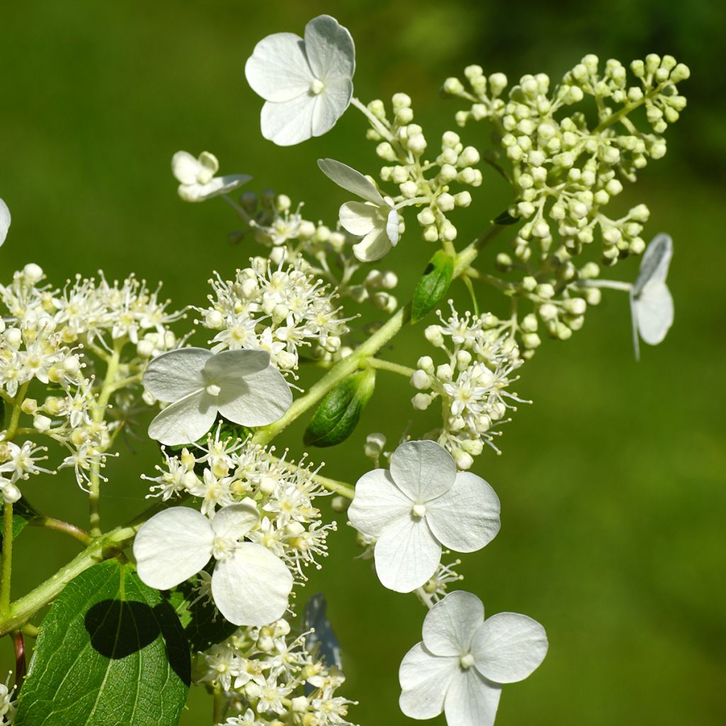 Hydrangea paniculata Kyushu - Hortensia paniculé