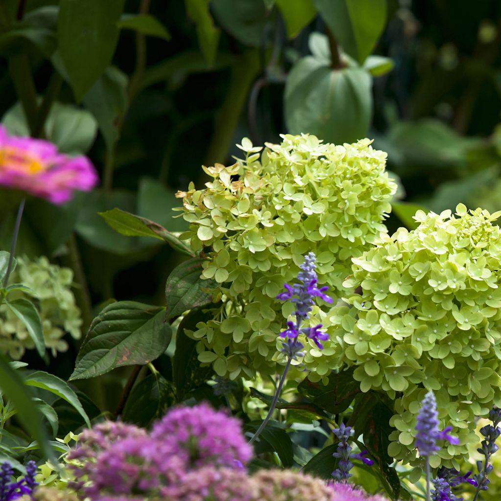 Hydrangea paniculata Little Lime - Hortensia paniculé