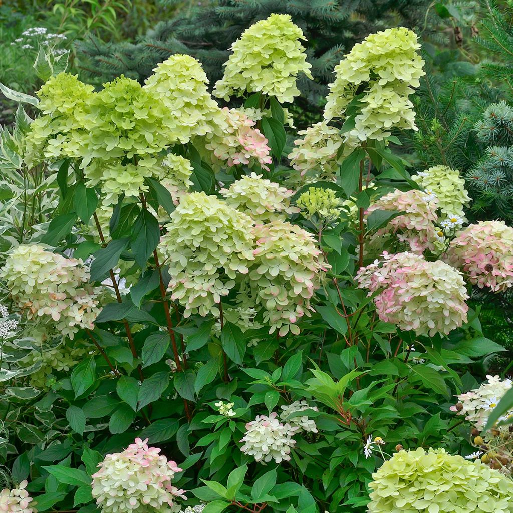 Hydrangea paniculata Little Lime - Hortensia paniculé