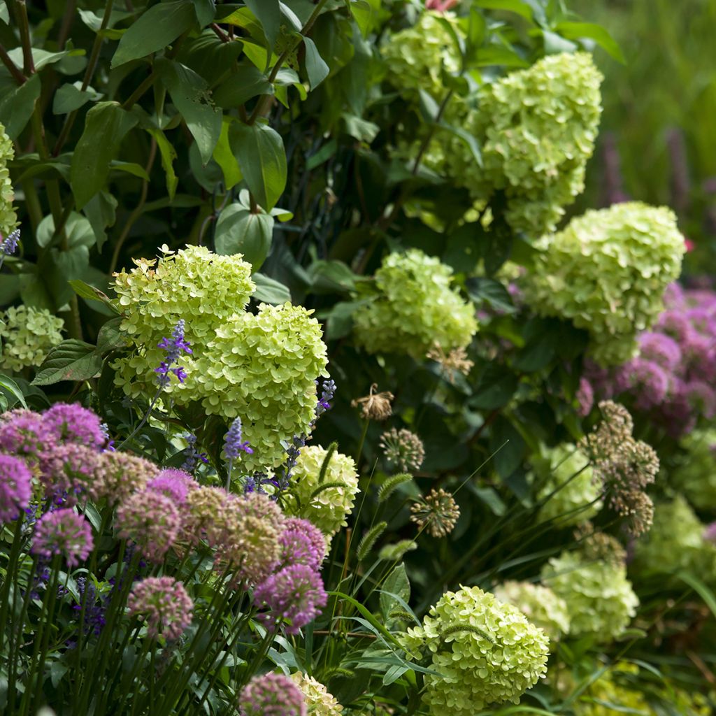 Hydrangea paniculata Little Lime - Hortensia paniculé