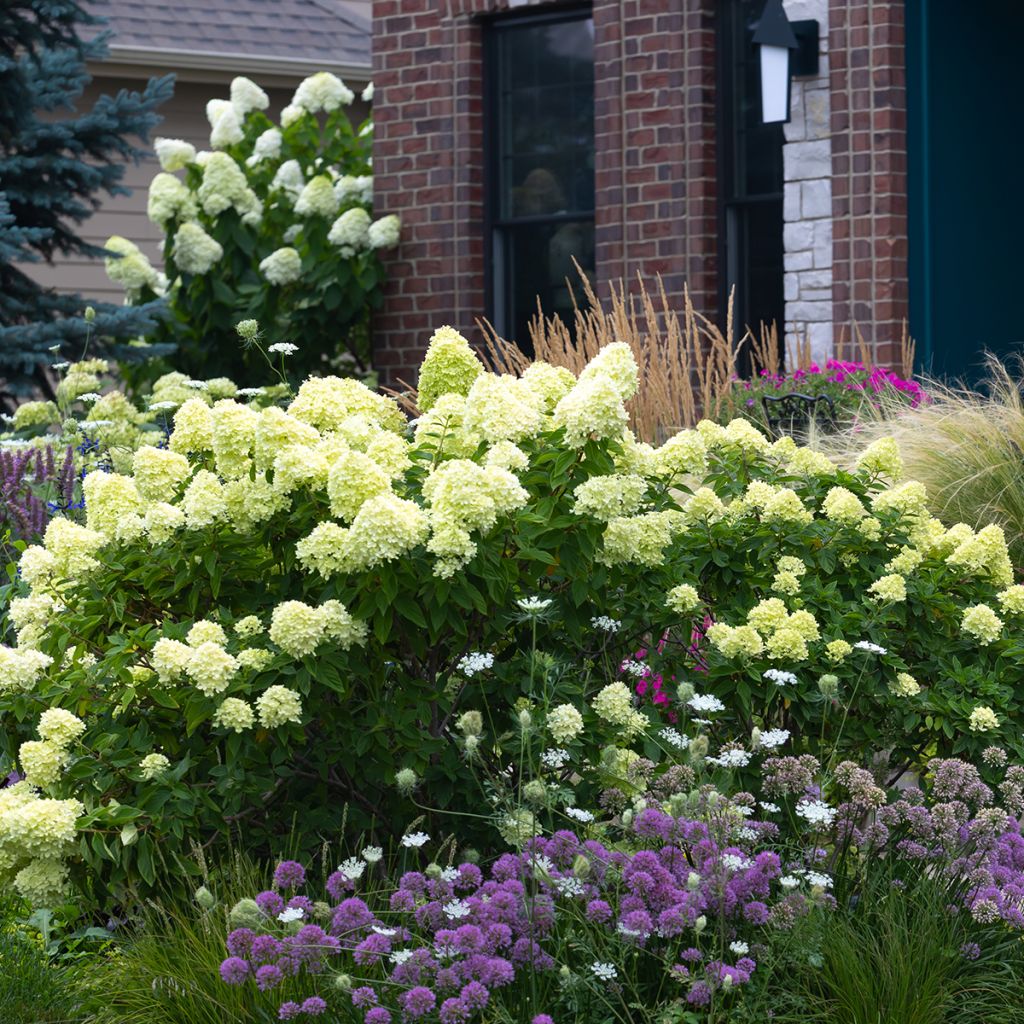 Hydrangea paniculata Little Lime - Hortensia paniculé