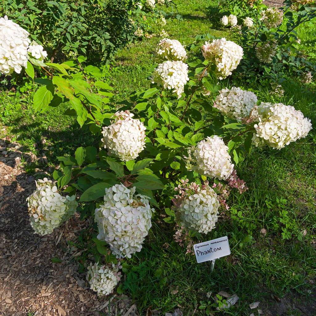 Hydrangea paniculata Phantom - Hortensia paniculé