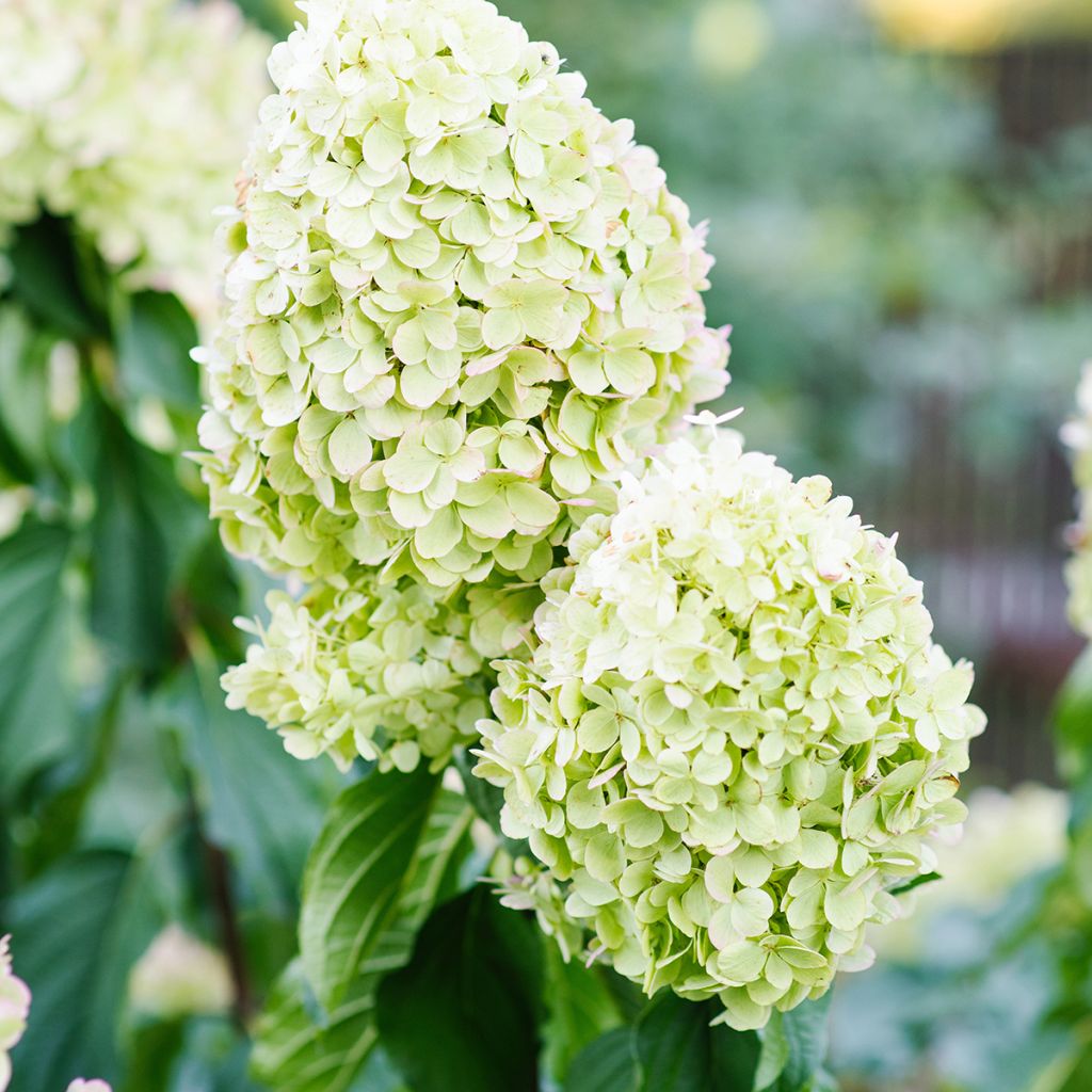 Hydrangea paniculata Polar Bear - Hortensia paniculé