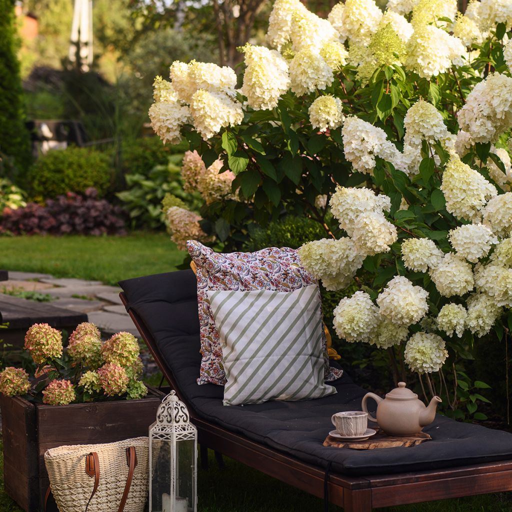 Hydrangea paniculata Polar Bear - Hortensia paniculé