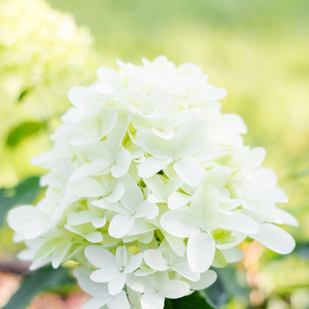 Hydrangea paniculata Skyfall - Hortensia paniculé