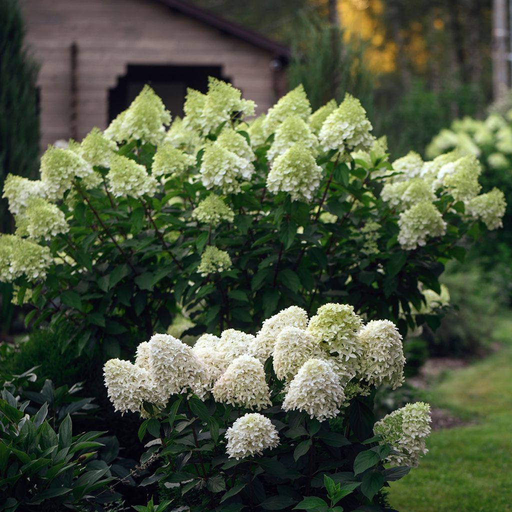 Hydrangea paniculata Skyfall - Hortensia paniculé
