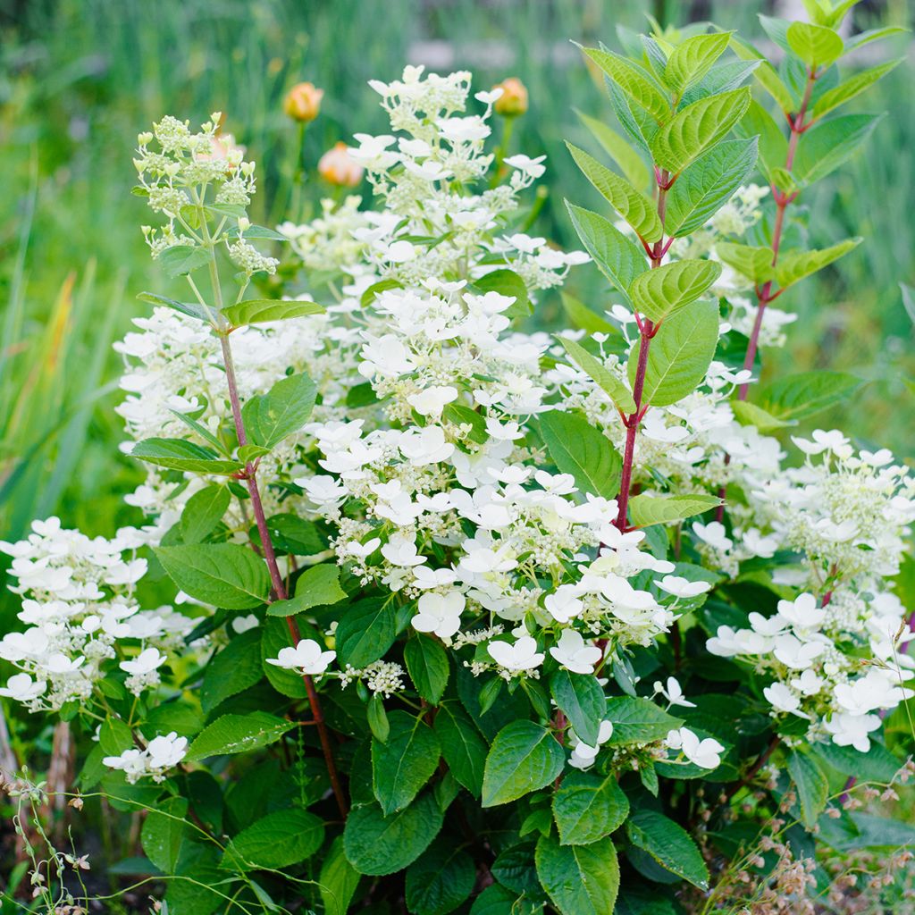 Hydrangea paniculata Wim's Red - Hortensia paniculé
