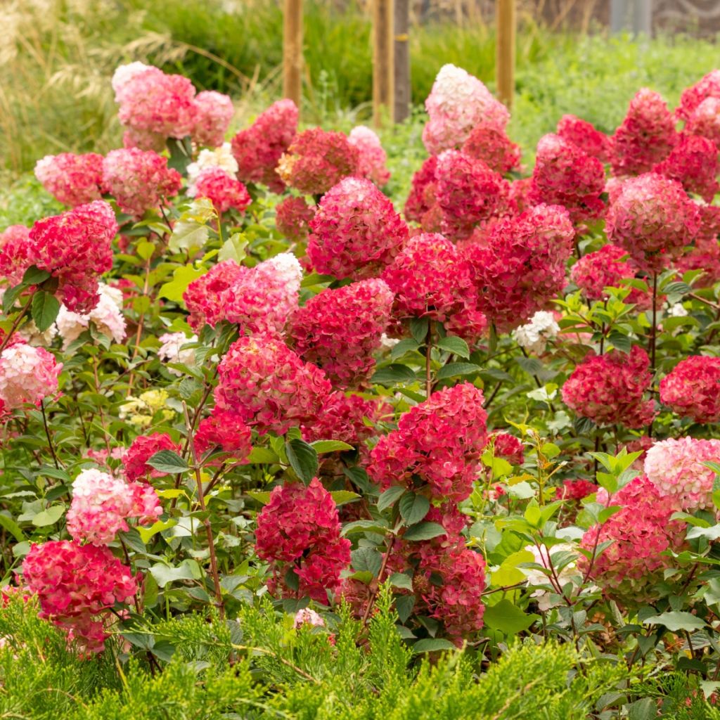 Hydrangea paniculata Wim's Red - Hortensia paniculé