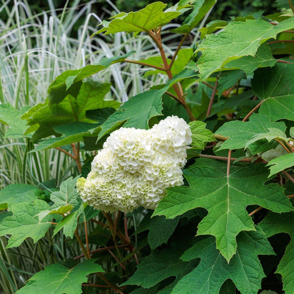 Hydrangea quercifolia Harmony - Hortensia à feuilles de chêne