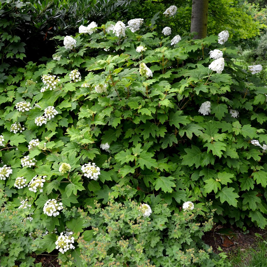 Hydrangea quercifolia Snow Queen - Hortensia à feuilles de chêne