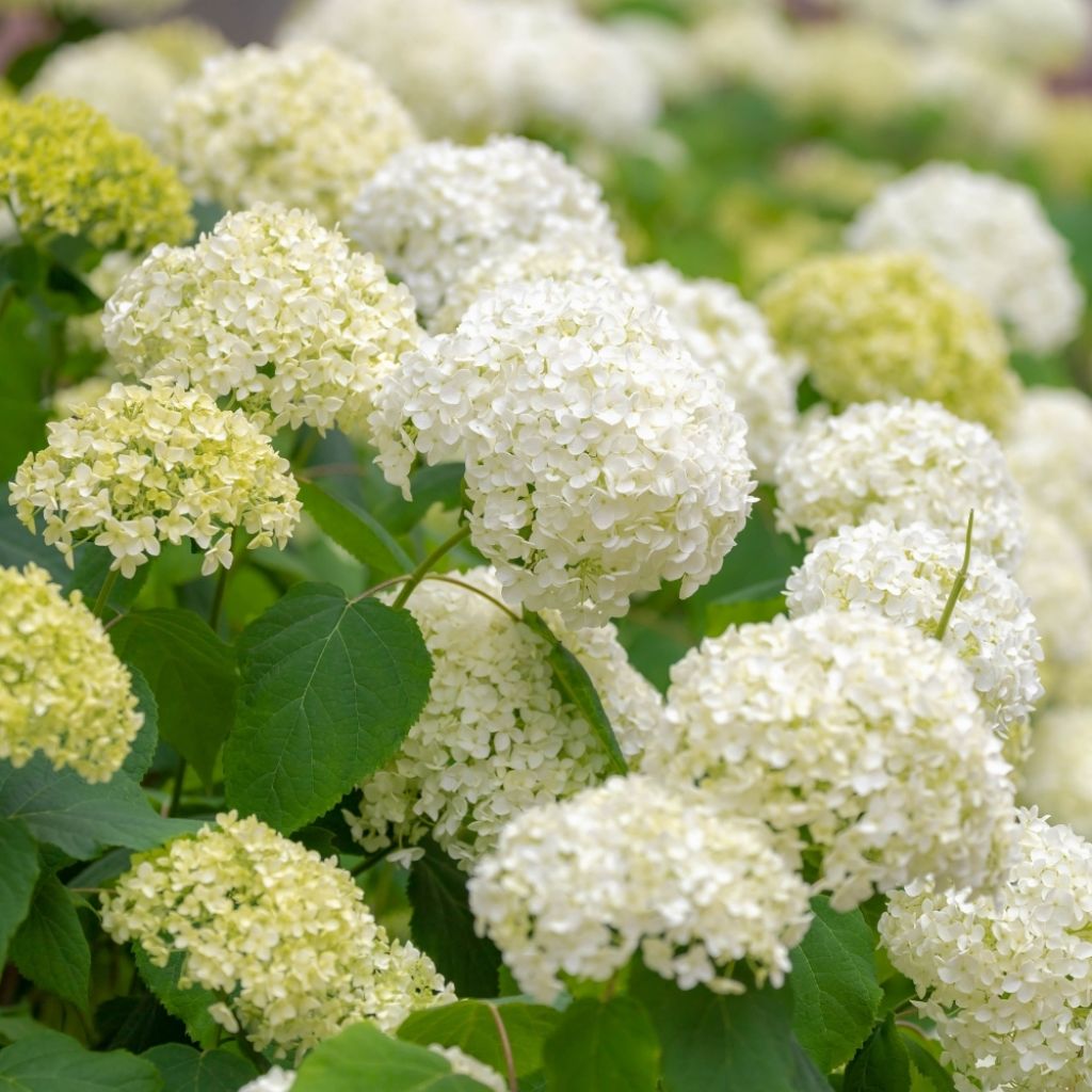 Hortensia arborescens Annabelle