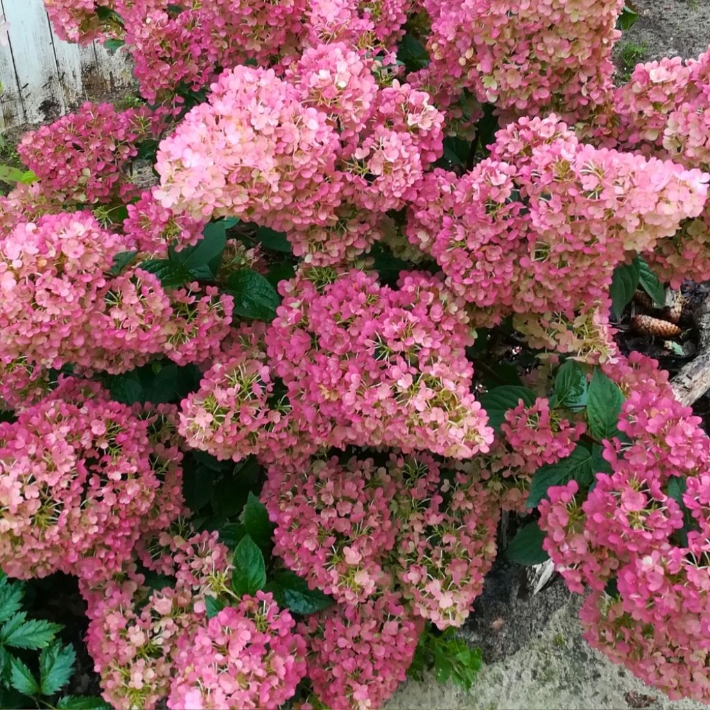 Hydrangea paniculata Sundae Fraise - Hortensia paniculé rose