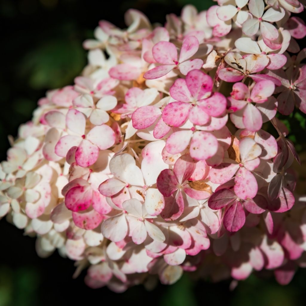 Hydrangea paniculata Sundae Fraise - Hortensia paniculé rose