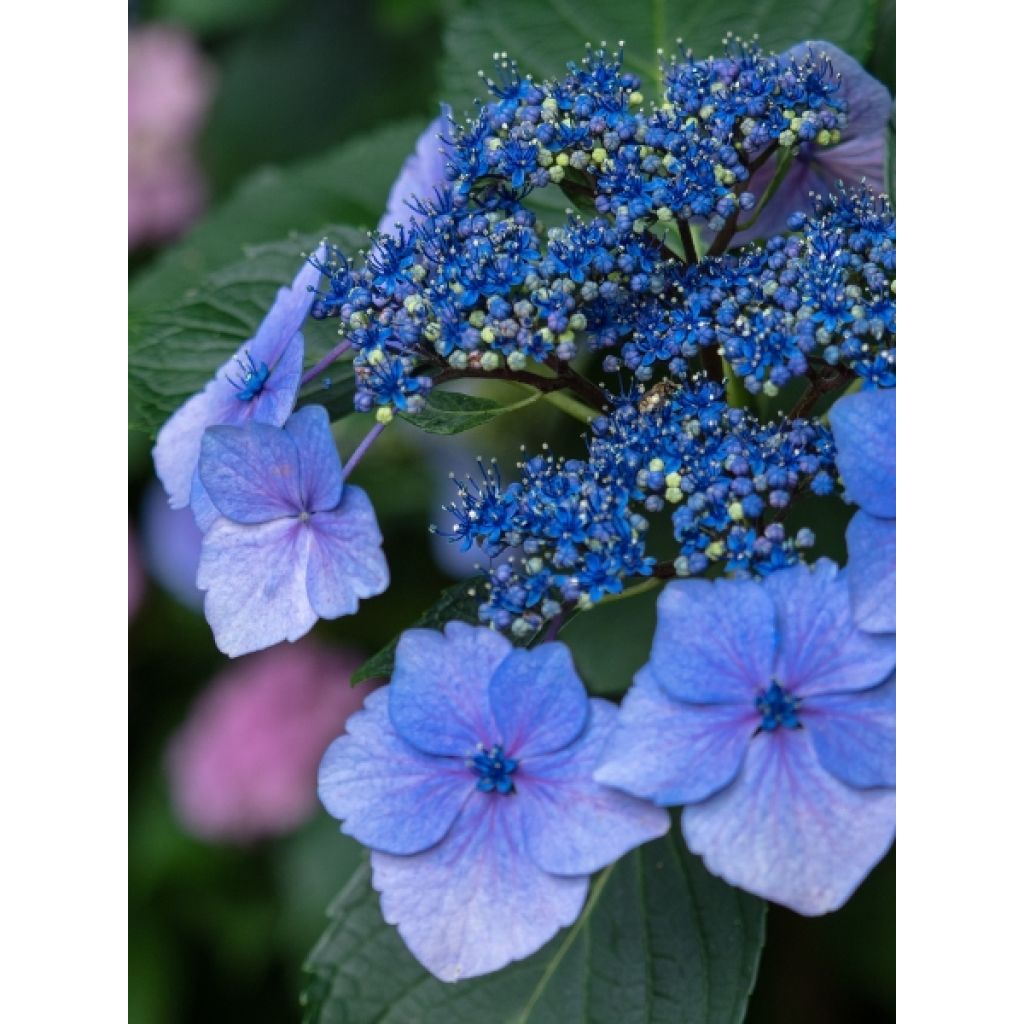 Hortensia - Hydrangea serrata Blue Bird
