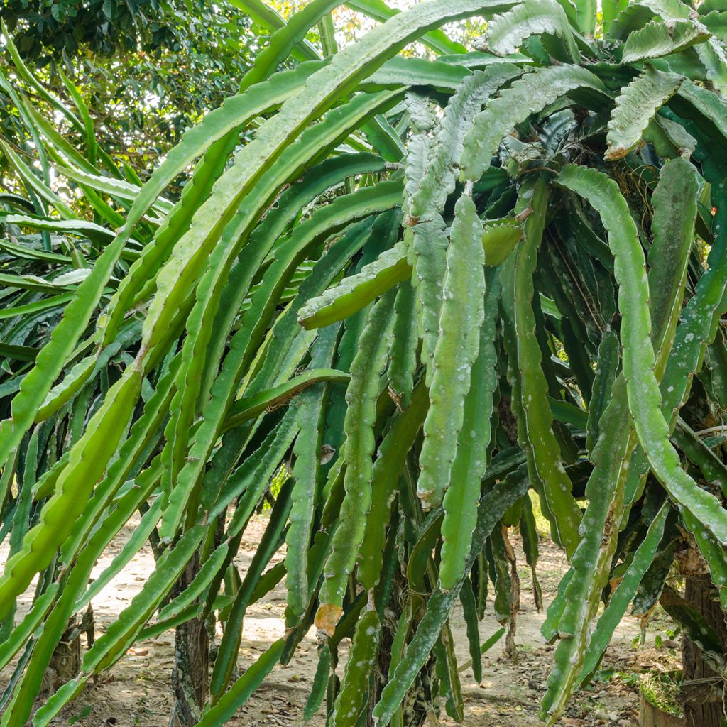 Hylocereus undatus - Pitaya, Fruit du dragon rouge