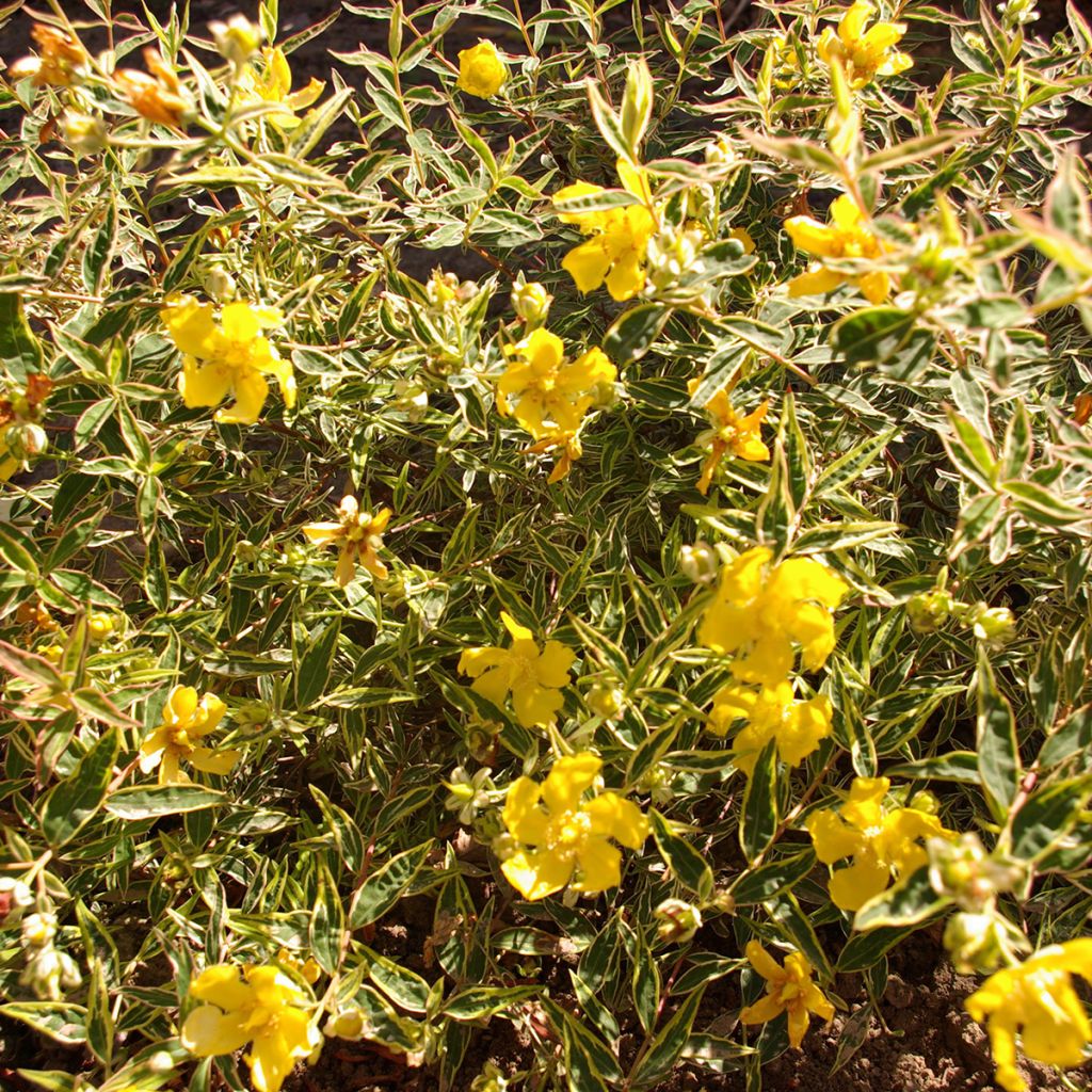 Hypericum Hidcote Limelight - Millepertuis panaché