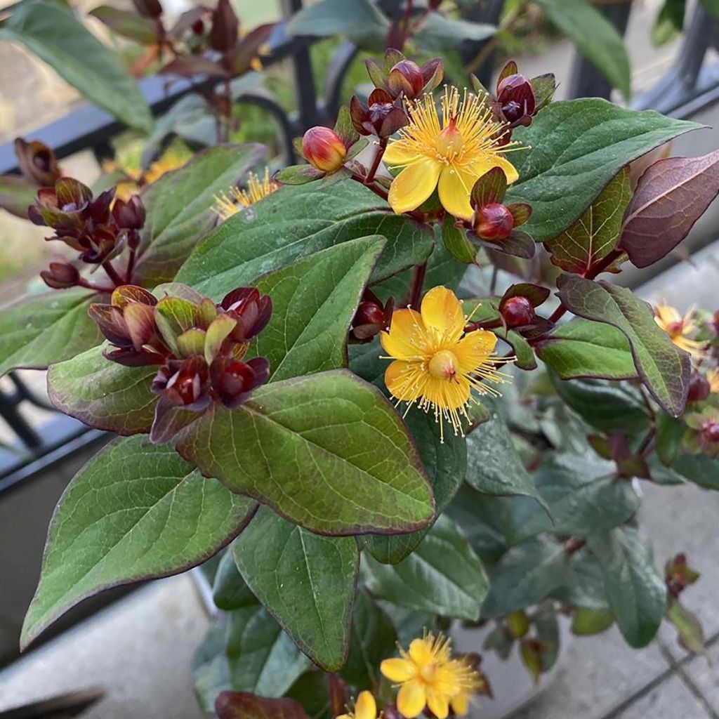 Hypericum inodorum Magical Universe  - Millepertuis