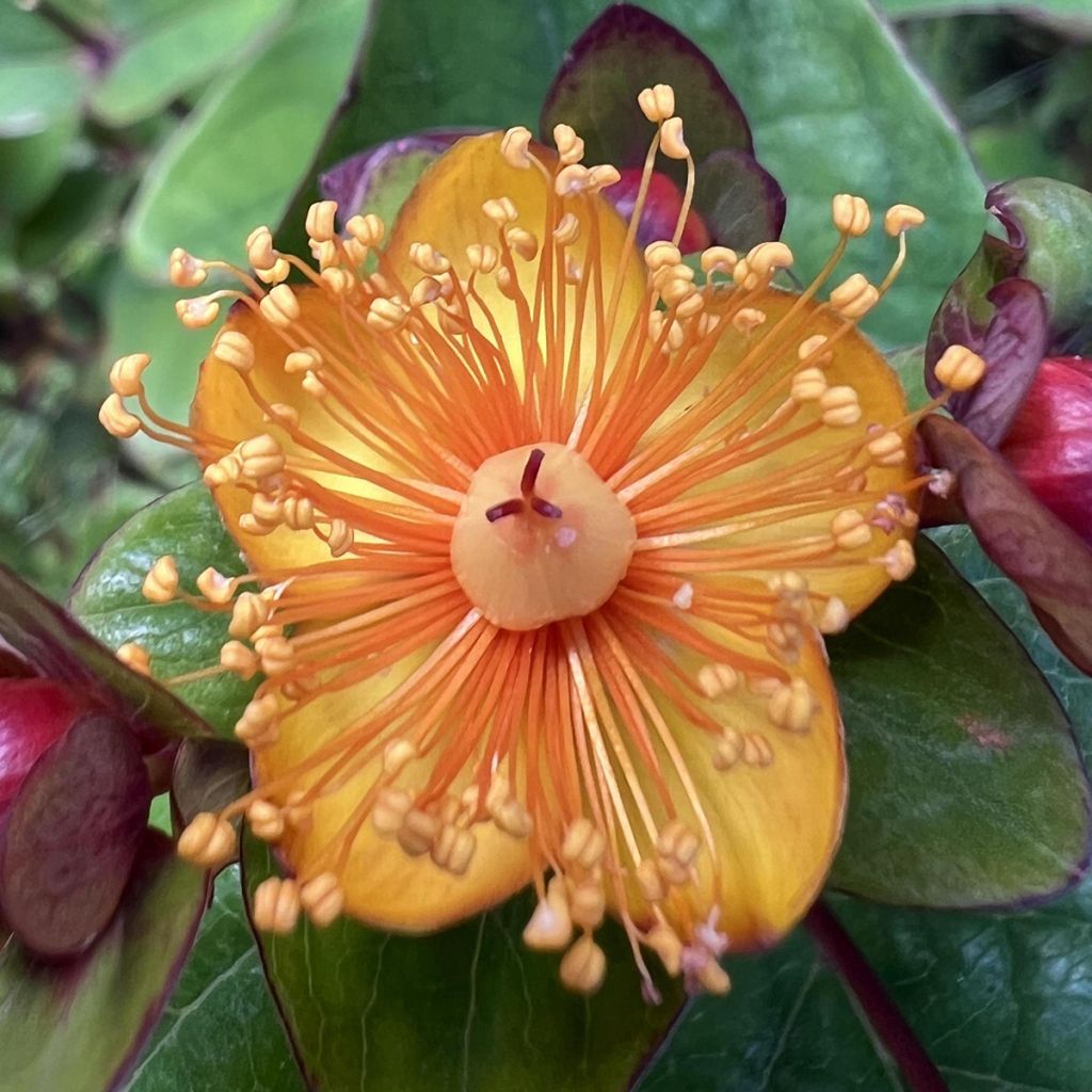 Hypericum inodorum Magical Universe  - Millepertuis