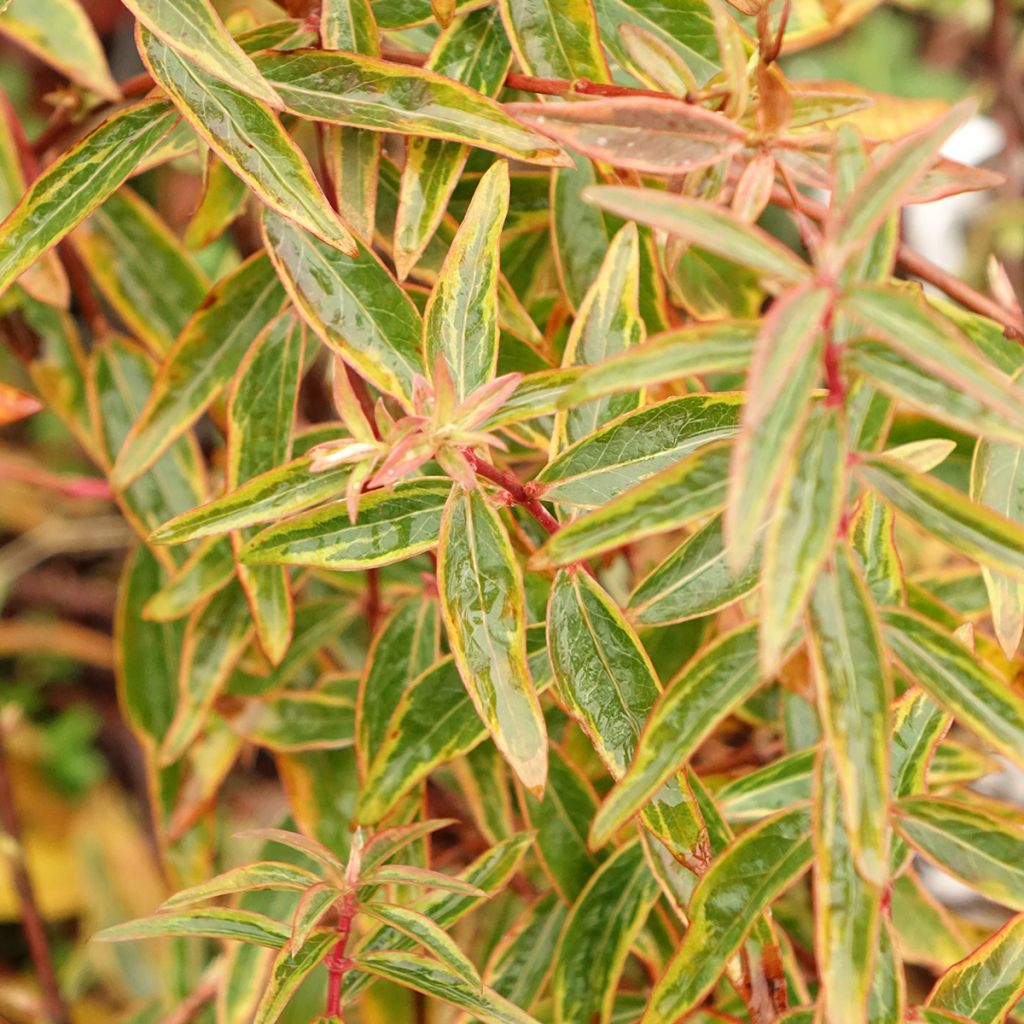 Hypericum Hidcote Limelight - Millepertuis panaché
