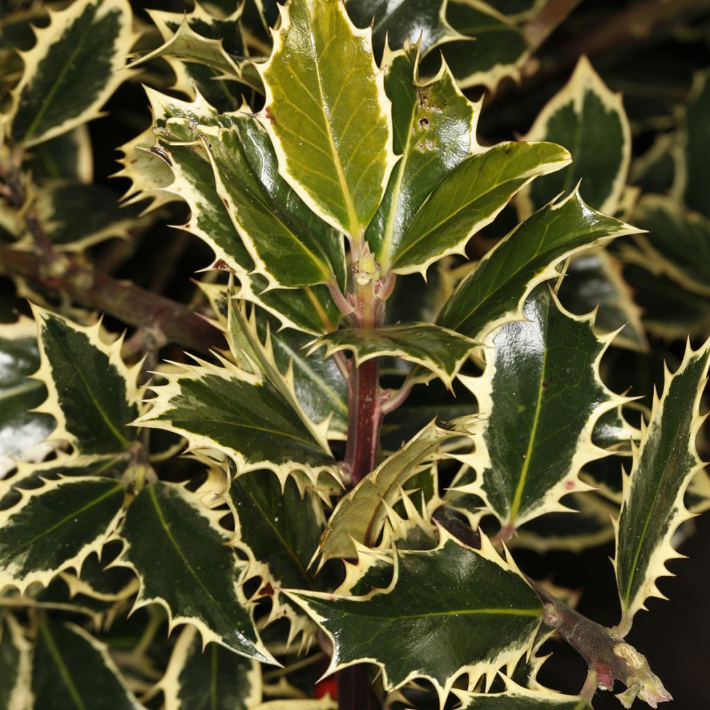 Ilex aquifolium Handsworth New Silver - Houx panaché