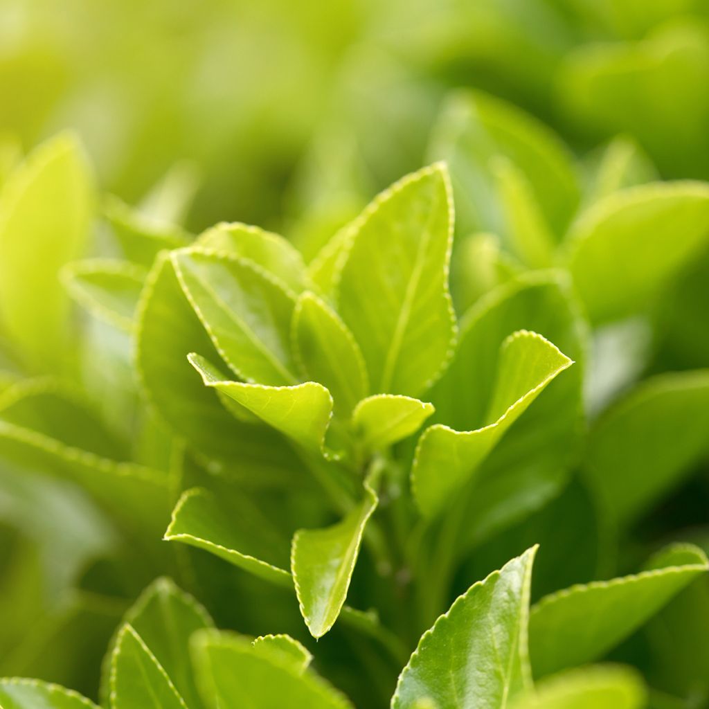 Ilex setchuenensis