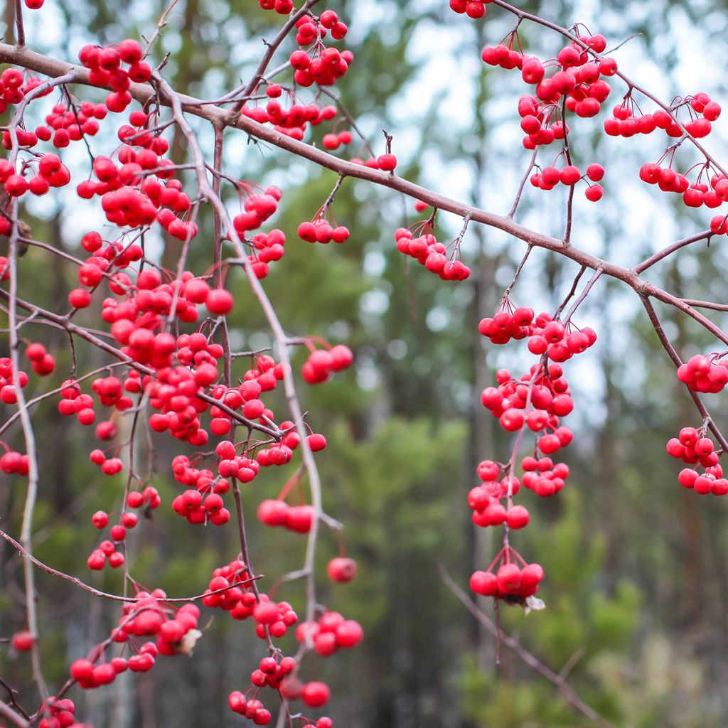 Ilex verticillata - Houx verticillé