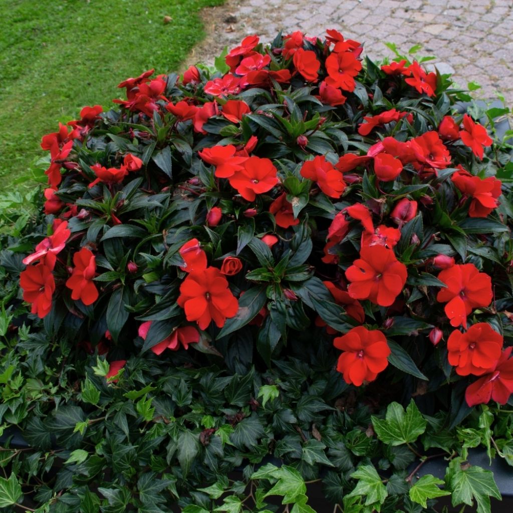 Impatiens Sunpatiens Vigorous Scarlet Mini-mottes