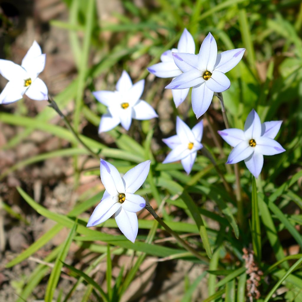Ipheion uniflorum Wisley Blue