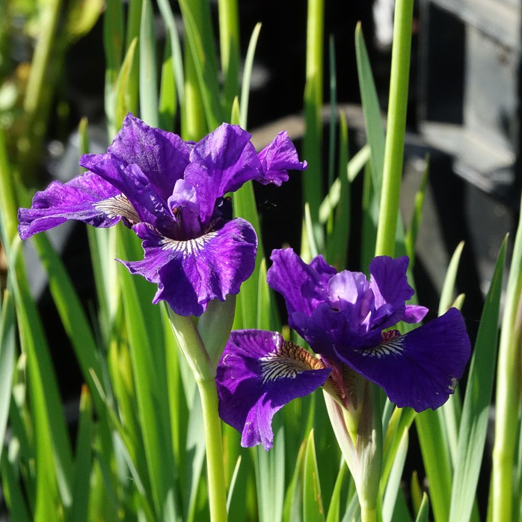 Iris Ruffled Velvet - Iris de Sibérie