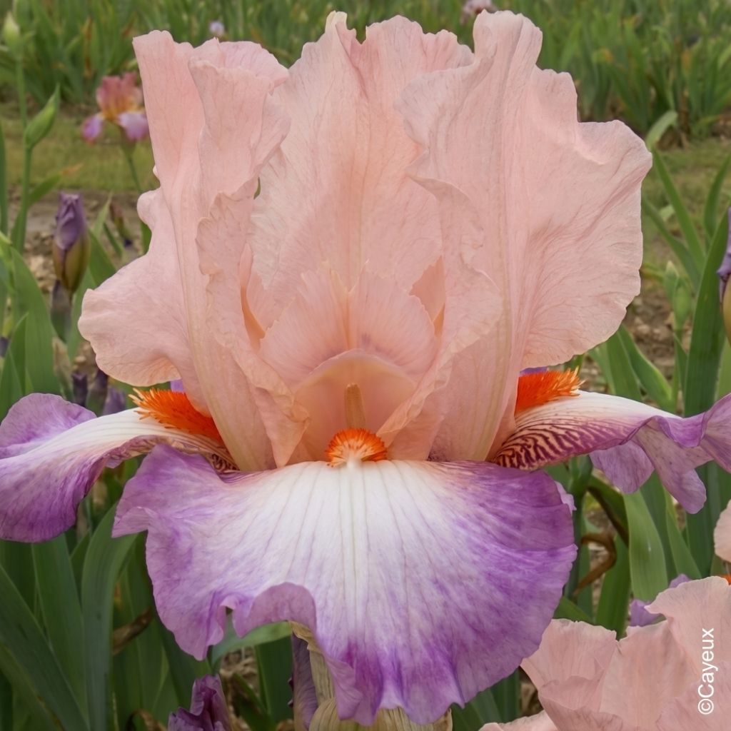 Iris germanica Poésie - Iris des Jardins