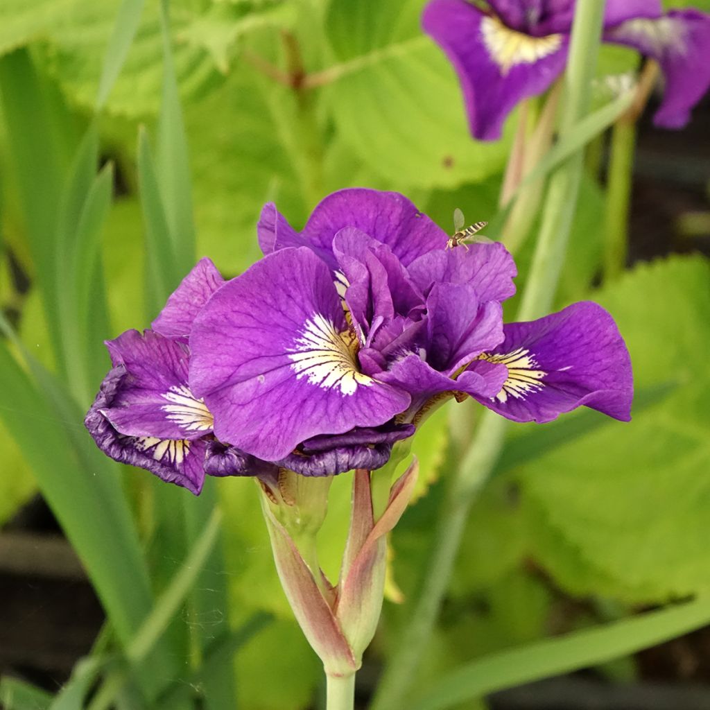 Iris de Sibérie - Iris sibirica Double Standard
