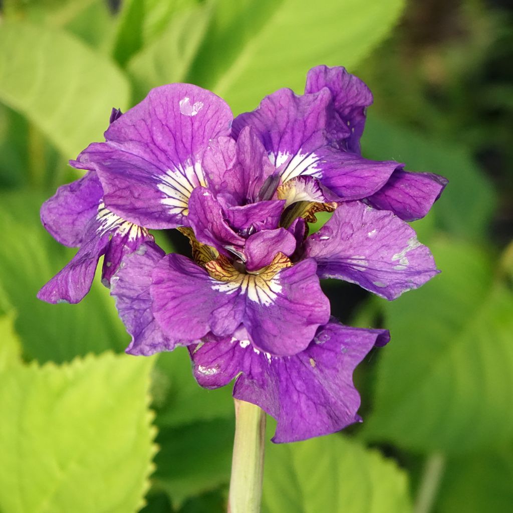 Iris de Sibérie - Iris sibirica Double Standard